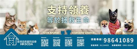 流浪貓|香港拯救貓狗協會 HK Saving Cat And Dog。